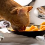 Online Cat food: Price, Brand and Review