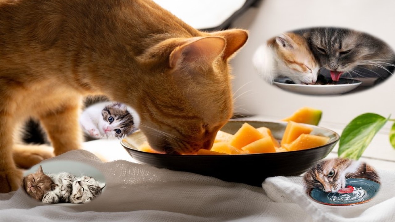 Unleashing the Ultimate Guide to Cat Food Online: A Comprehensive Journey for Feline Nutrition